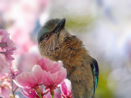 Animal, Animals, Beak, Bird, Cherry blossoms, Flower, Geranium, Jay, Nature, Petal, Plant, Springtime
